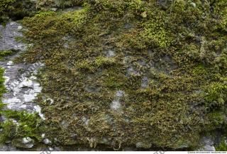 Photo Textures of Moss